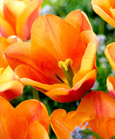 Woolley Moor Nurseries Tulip "Apricot Foxx" - 10 Pack - Woolley Moor Nurseries