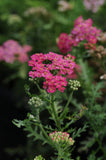 Woolley Moor Nurseries Achillea "New Vintage Rose" - 3Ltr - Woolley Moor Nurseries