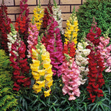 Woolley Moor Nurseries Bedding Antirrhinum "Mixed" - 6 Pack - Woolley Moor Nurseries