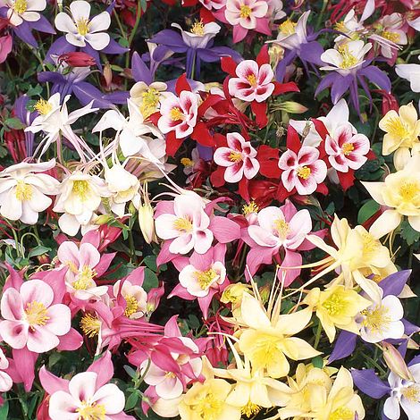 Woolley Moor Nurseries Aquilegia "Swan Mix" - 9cm Pot - Woolley Moor Nurseries