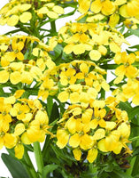 Woolley Moor Nurseries Erysimum Canaries "Yellow" - 9cm Pot - Woolley Moor Nurseries