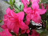 Woolley Moor Nurseries Azalea "Roza" - 2.5Ltr - Woolley Moor Nurseries