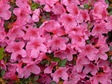 Woolley Moor Nurseries Azalea "Madame Van Hecke" - 2.5Ltr - Woolley Moor Nurseries