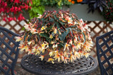 Woolley Moor Nurseries Begonia Bossa Nova (Trailing) "Yellow" - 9cm x 3 Plants - Woolley Moor Nurseries