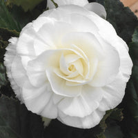 Woolley Moor Nurseries Begonia NonStop (Upright) "Mocca White" - 9cm x 3 Plants - Woolley Moor Nurseries