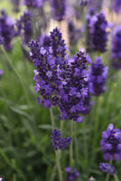 Woolley Moor Nurseries Lavendula Angustifolia (English Lavender) "Blue" - 9cm Pot - Woolley Moor Nurseries