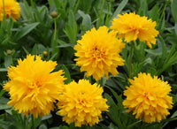 Woolley Moor Nurseries Coreopsis "Solanna Golden Sphere" - 3 Litre - Woolley Moor Nurseries