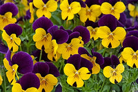 Woolley Moor Nurseries Bedding Viola "Yellow Jump Up" - 6 Pack - Woolley Moor Nurseries