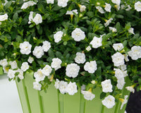 Woolley Moor Nurseries Calibrachoa "Double White"- 9cm - Woolley Moor Nurseries