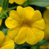 Woolley Moor Nurseries Calibrachoa "Deep Yellow"- 9cm x 3 Plants - Woolley Moor Nurseries