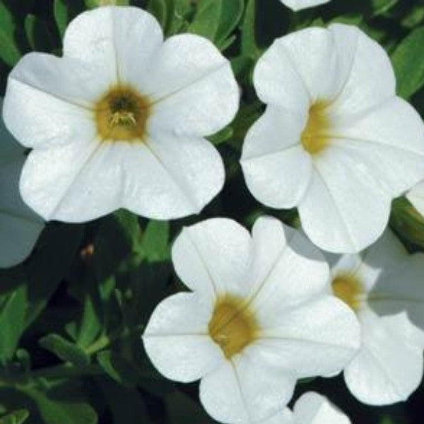 Woolley Moor Nurseries Calibrachoa "White"- 9cm x 3 Plants - Woolley Moor Nurseries