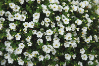 Woolley Moor Nurseries Calibrachoa "White"- 9cm x 3 Plants - Woolley Moor Nurseries