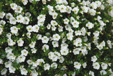 Woolley Moor Nurseries Calibrachoa "White"- 9cm x 3 Plants - Woolley Moor Nurseries