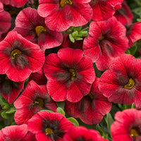 Woolley Moor Nurseries Calibrachoa "Dark Red"- 9cm x 3 Plants - Woolley Moor Nurseries