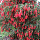 Woolley Moor Nurseries Callistemon (Bottlebrush) - 60cm - 8Ltr - Woolley Moor Nurseries