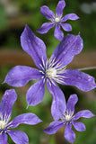 Woolley Moor Nurseries Clematis "Arabella" - 3.5Litre - Woolley Moor Nurseries