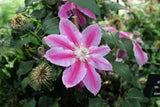 Woolley Moor Nurseries Clematis "Dr. Ruppel" - 3.5Litre - Woolley Moor Nurseries