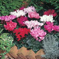 Woolley Moor Nurseries Mini Patio Cyclamen (Upright) "Mixed" - 9cm x 3 Plants - Woolley Moor Nurseries