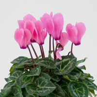 Woolley Moor Nurseries Mini Patio Cyclamen (Upright) "Pink" - 9cm - Woolley Moor Nurseries