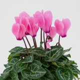 Woolley Moor Nurseries Mini Patio Cyclamen (Upright) "Pink" - 9cm x 3 Plants - Woolley Moor Nurseries