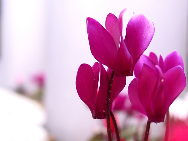 Woolley Moor Nurseries Mini Patio Cyclamen (Upright) "Purple" - 9cm x 3 Plants - Woolley Moor Nurseries