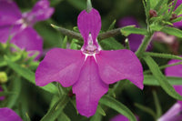 Woolley Moor Nurseries Lobelia Techno "Deep Violet"- 9cm - Woolley Moor Nurseries