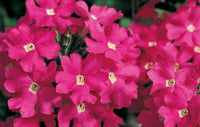 Woolley Moor Nurseries Verbena Lanai "Raspberry"- 9cm x 3 Plants - Woolley Moor Nurseries