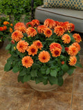 Woolley Moor Nurseries Dahlia "Orange" - 12cm - Woolley Moor Nurseries