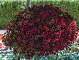 Woolley Moor Nurseries Calibrachoa "Dark Rose"- 9cm x 3 Plants - Woolley Moor Nurseries