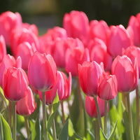 Woolley Moor Nurseries Tulip "Toronto" - 10 Pack - Woolley Moor Nurseries