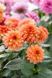 Woolley Moor Nurseries Dahlia "Orange" - 12cm - Woolley Moor Nurseries