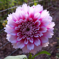 Woolley Moor Nurseries Dahlia "Pink" - 12cm - Woolley Moor Nurseries