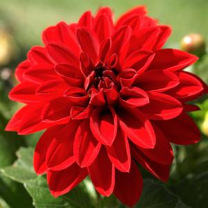 Woolley Moor Nurseries Dahlia "Magenta improved" - 12cm - Woolley Moor Nurseries