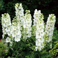 Woolley Moor Nurseries Delphinium Magic Fountain "Pure White" - 3Ltr - Woolley Moor Nurseries