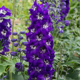 Woolley Moor Nurseries Delphinium Magic Fountain "Dark Blue With White Bee" - 3Ltr - Woolley Moor Nurseries