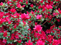 Woolley Moor Nurseries Azalea "Hino Crimson" - 2.5Ltr - Woolley Moor Nurseries