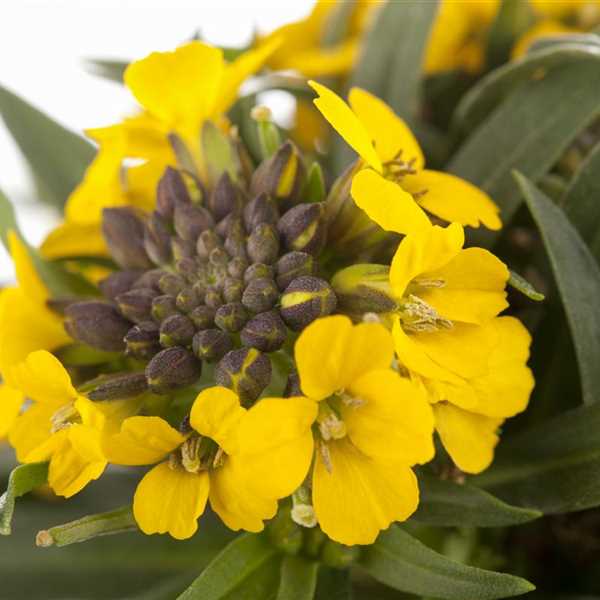 Woolley Moor Nurseries Erysimum Canaries "Yellow" - 9cm Pot - Woolley Moor Nurseries