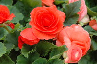 Woolley Moor Nurseries Begonia NonStop (Upright) "Salmon" - 9cm x 3 Plants - Woolley Moor Nurseries