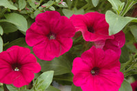 Woolley Moor Nurseries Petunia Sanguna "Purple" - 9cm x 3 Plants - Woolley Moor Nurseries