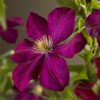 Woolley Moor Nurseries Clematis "Voluceau" - 3.5Litre - Woolley Moor Nurseries