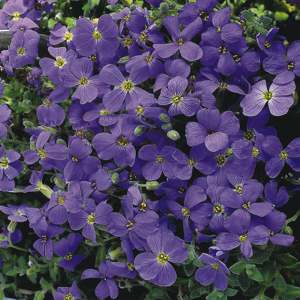 Woolley Moor Nurseries Aubrieta "Blue" - 9cm Pot x 3 Plants - Woolley Moor Nurseries