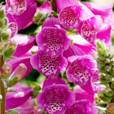 Woolley Moor Nurseries Digitalis Purpurea "Dalmatian Purple" - 3 Ltr - Woolley Moor Nurseries