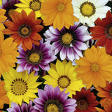 Woolley Moor Nurseries Bedding Gazania - 6 Pack - Woolley Moor Nurseries