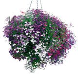 Woolley Moor Nurseries Bedding Lobelia Trailing "Mixed" - 6 Pack - Woolley Moor Nurseries