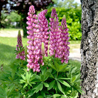 Woolley Moor Nurseries Lupin Gallery "Pink Bicolour" - 3Ltr - Woolley Moor Nurseries