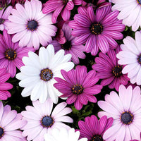 Woolley Moor Nurseries Osteospermum Upright "Berries & Cream mix"- 9cm - Woolley Moor Nurseries