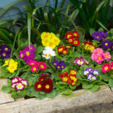 Woolley Moor Nurseries Bedding Primula "Mixed" - 6 Pack - Woolley Moor Nurseries