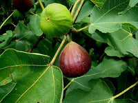 Woolley Moor Nurseries Ficus "Brown Turkey" (Fig) - 2.5Litre Pot - Woolley Moor Nurseries