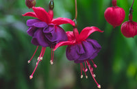 Woolley Moor Nurseries Fuchsia Trailing "Dark Eyes"- 9cm x 3 Plants - Woolley Moor Nurseries