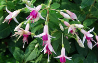 Woolley Moor Nurseries Fuchsia Upright "Miniroos White/Rose"- 9cm x 3 Plants - Woolley Moor Nurseries